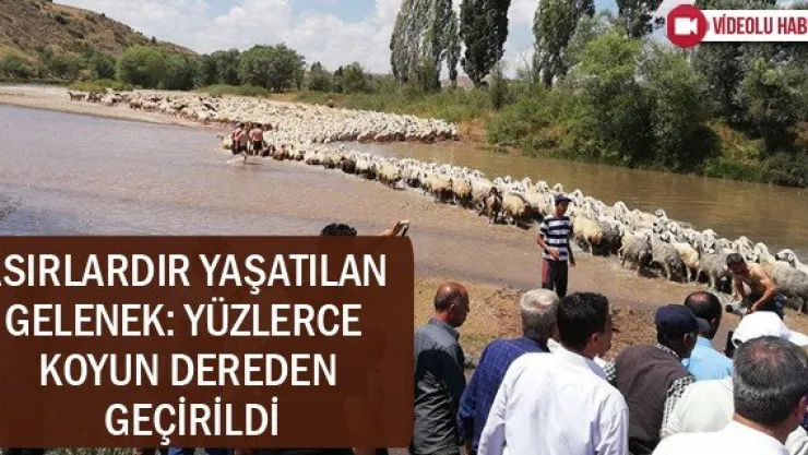 Asırlardır yaşatılan gelenek: Yüzlerce koyun dereden geçirildi