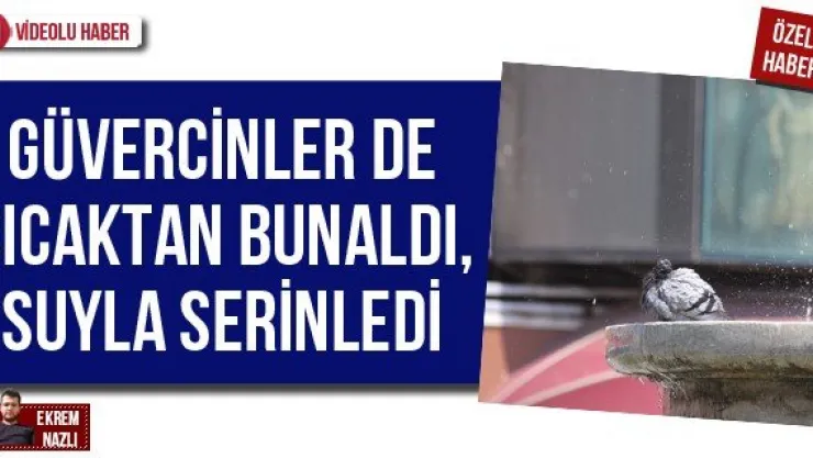 Güvercinler de sıcaktan bunaldı, suyla serinledi