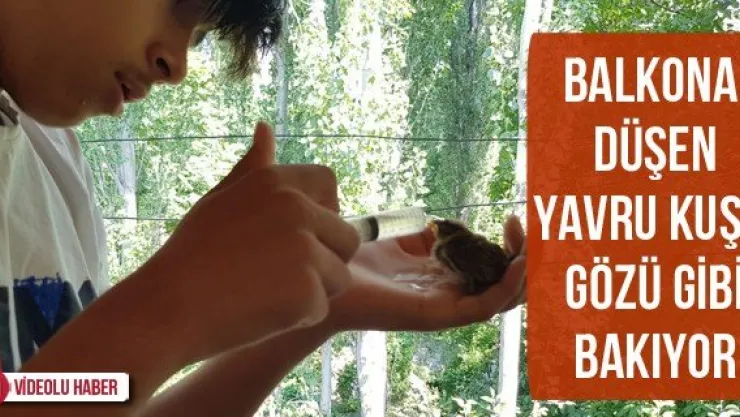 Balkona düşen yavru kuşa gözü gibi bakıyor
