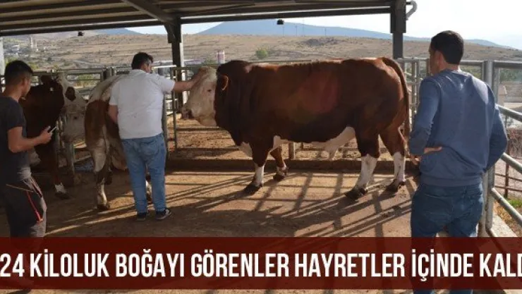 824 kiloluk boğayı görenler hayretler içinde kaldı