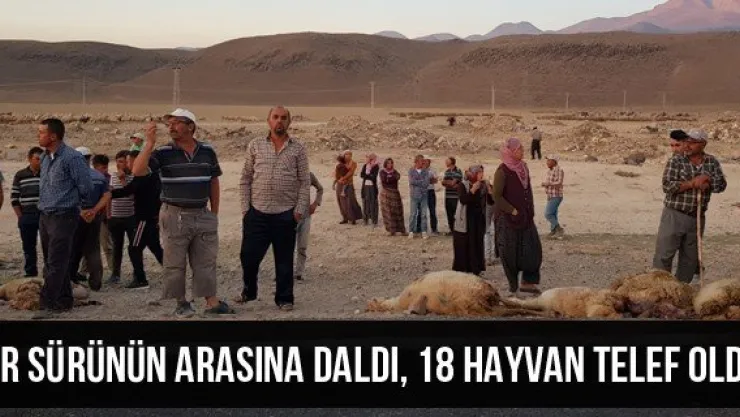 Tır sürünün arasına daldı, 18 hayvan telef oldu