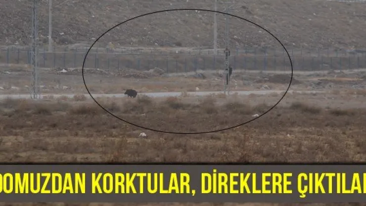 Domuzdan korktular, direklere çıktılar