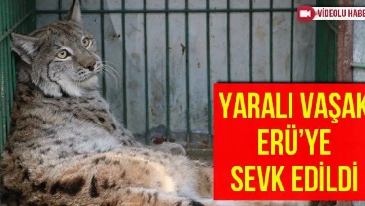 Yaralı Vaşak ERÜ'ye Sevk Edildi