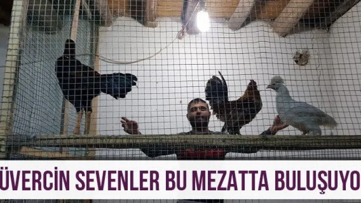 Güvercin sevenler bu mezatta buluşuyor