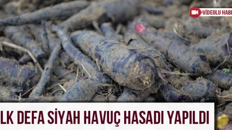 İlk defa siyah havuç hasadı yapıldı