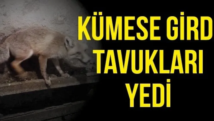 Kümese girdi tavukları yedi