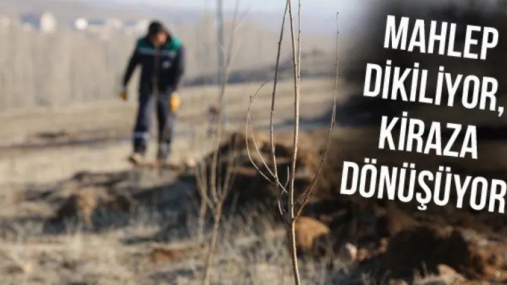 Mahlep dikiliyor, kiraza dönüşüyor