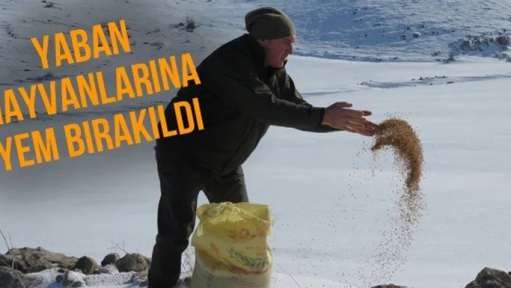 Yaban hayvanlarına yem bırakıldı