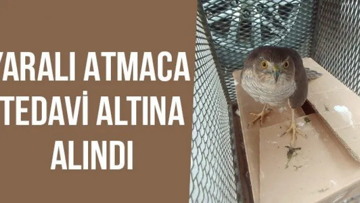 Yaralı atmaca tedavi altına alındı