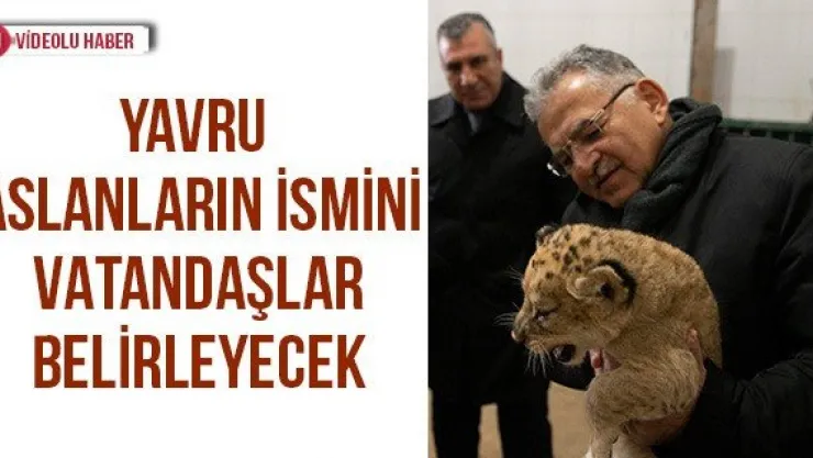 Yavru aslanların ismini vatandaşlar belirleyecek