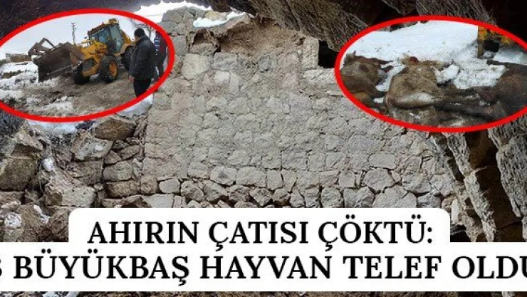 Ahırın çatısı çöktü: 3 büyükbaş hayvan telef oldu