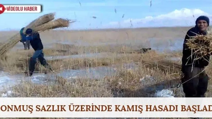 Donmuş sazlık üzerinde kamış hasadı başladı