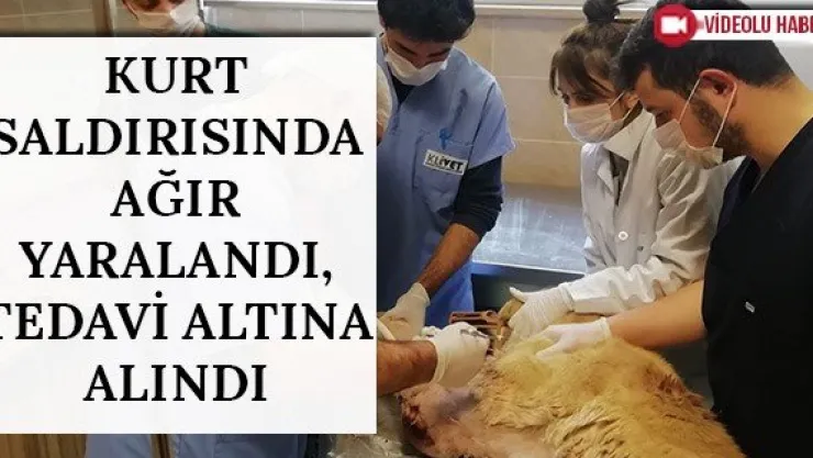 Kurt saldırısında ağır yaralandı, tedavi altına alındı