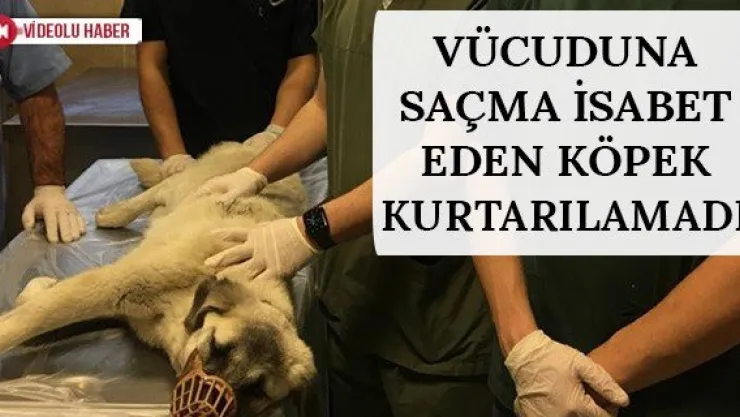 Vücuduna saçma isabet eden köpek kurtarılamadı