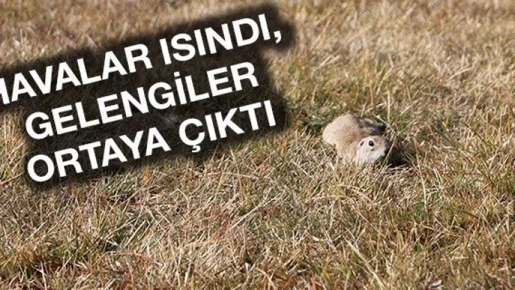 Havalar ısındı, gelengiler ortaya çıktı