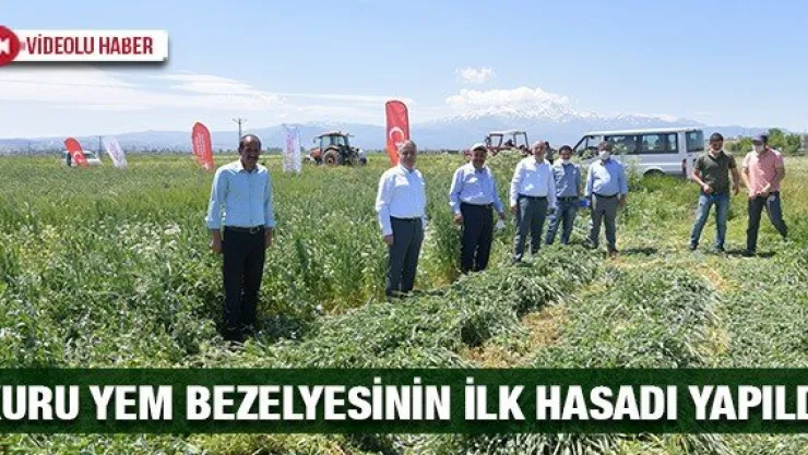 Kuru Yem Bezelyesinin İlk Hasadı Başarı İle Yapıldı