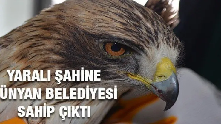 Yaralı şahine Bünyan Belediyesi sahip çıktı
