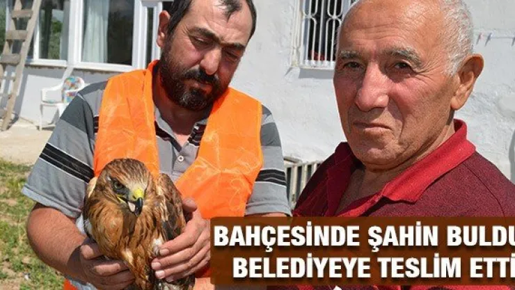Bahçesinde şahin buldu, belediyeye teslim etti