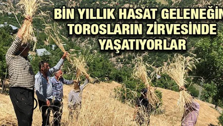 Bin yıllık hasat geleneğini Torosların zirvesinde yaşatıyorlar
