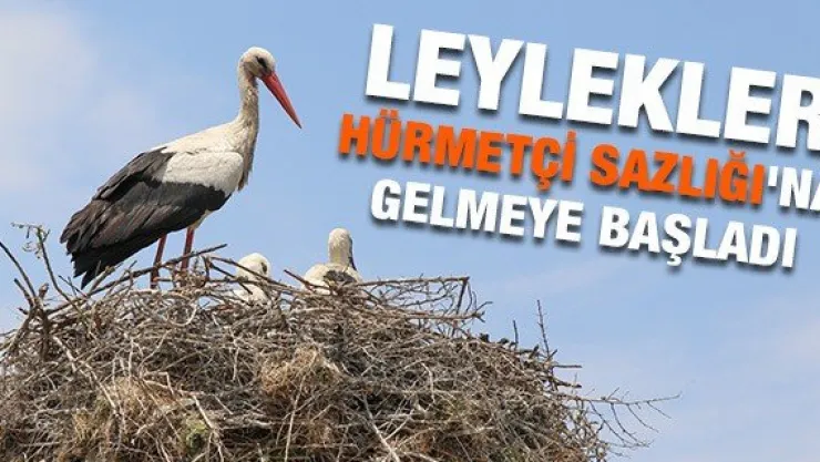 Leylekler Hürmetçi Sazlığı'na gelmeye başladı