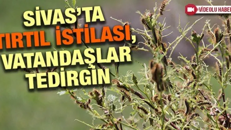 Sivas'ta tırtıl istilası, vatandaşlar tedirgin