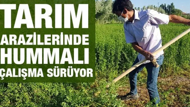 Tarım arazilerinde hummalı çalışma sürüyor