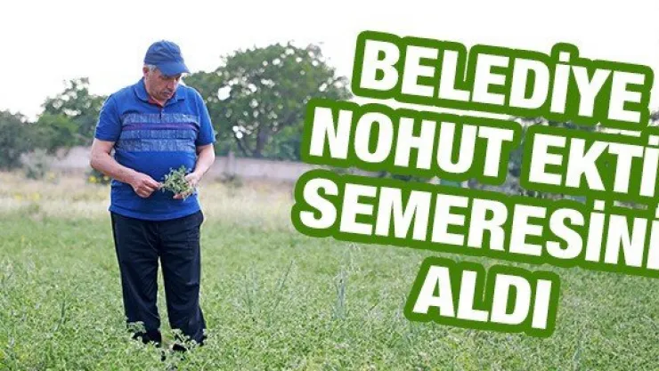 Belediye nohut ekti, semeresini aldı