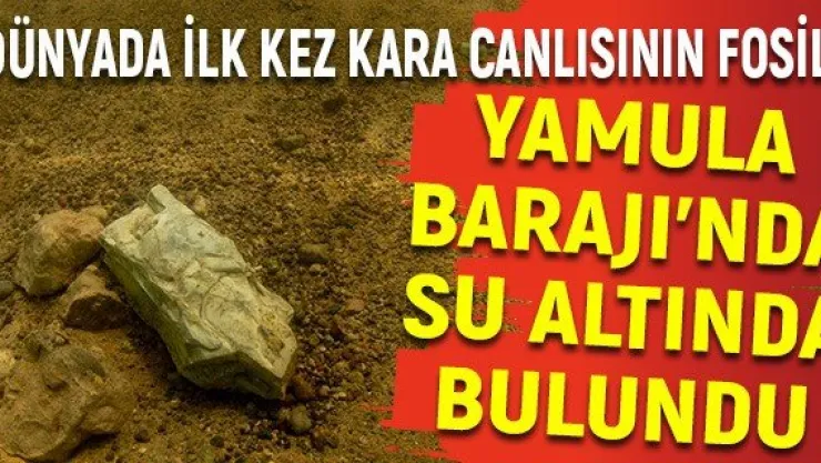 Dünyada ilk kez kara canlısının fosili Yamula Barajı'nda su altında bulundu