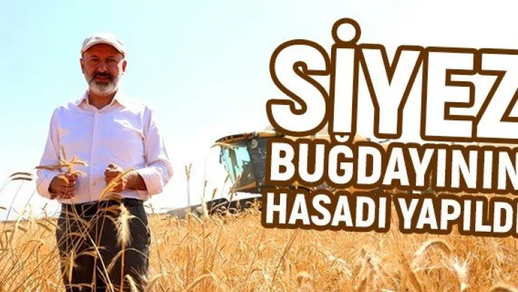 Kocasinan'da 10 bin yıllık Siyez Buğdayının hasadı yapıldı
