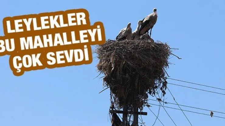Leylekler bu mahalleyi çok sevdi