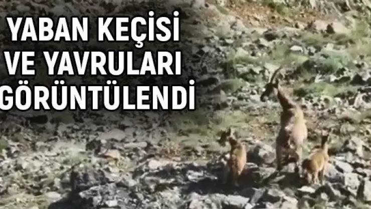 Yaban keçisi ve yavruları görüntülendi