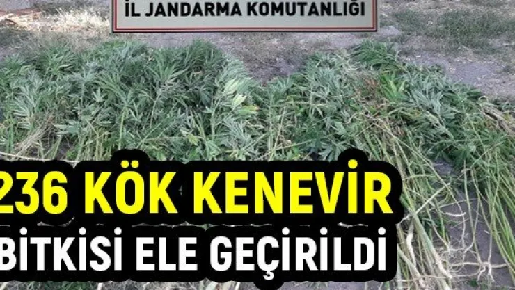 236 kök kenevir bitkisi ele geçirildi