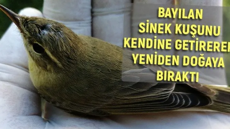 Bayılan sinek kuşunu kendine getirerek yeniden doğaya bıraktı