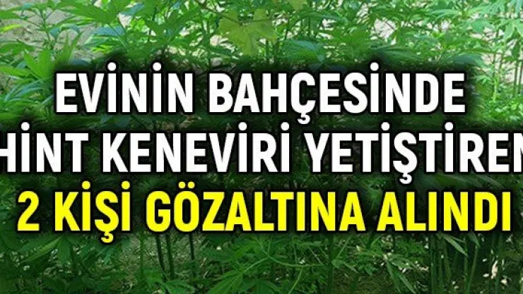 Evinin bahçesinde hint keneviri yetiştiren 2 kişi gözaltına alındı