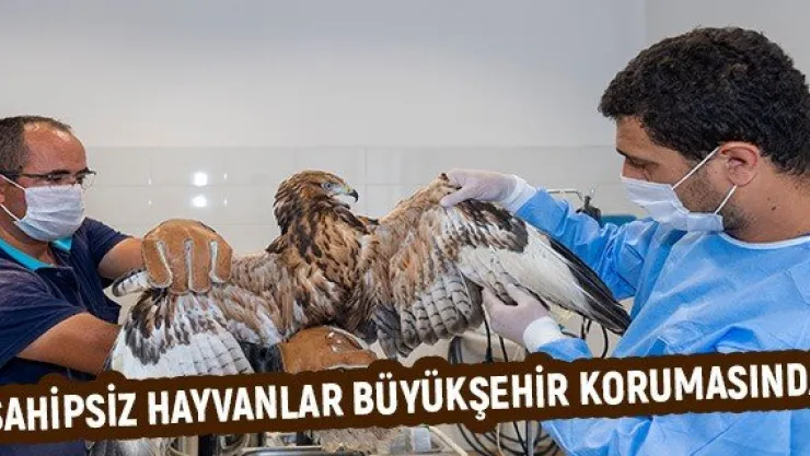 Sahipsiz hayvanlar büyükşehir korumasında