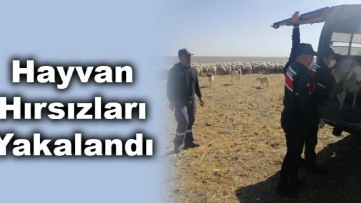 Hayvan Hırsızları Yakalandı