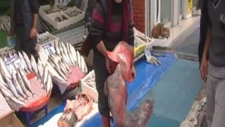 2 Metre Boyundaki Yayın Balığı Görenleri Şaşırttı