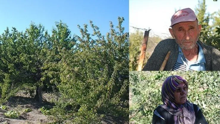 2 METRE YOL İÇİN 40 AĞACI KESECEKLER