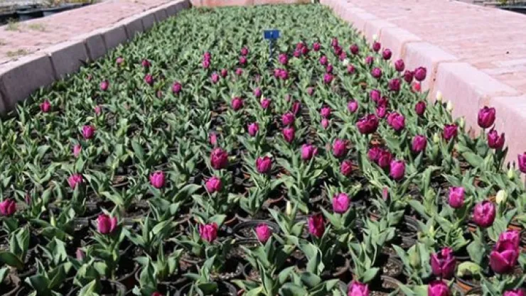 420 bin lale ve sümbül Kocasinan'a renk kattı