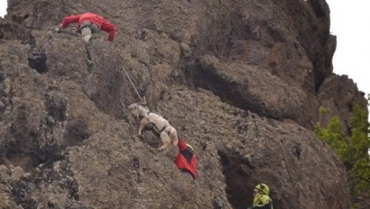 Akut'tan Keçi Kurtarma Operasyonu 