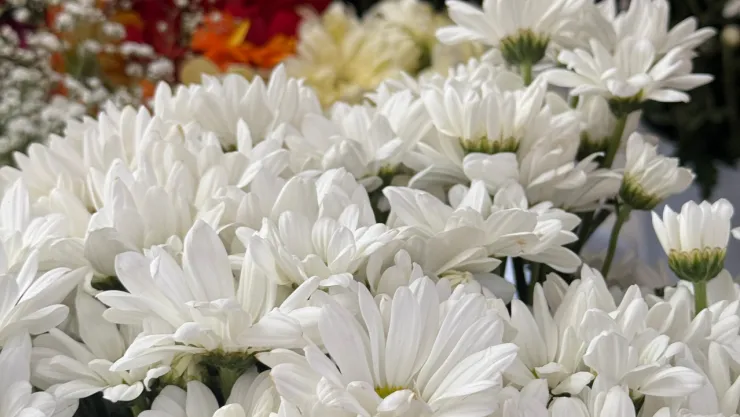 Anneler Günü için bu yıl orkide tercih edildi