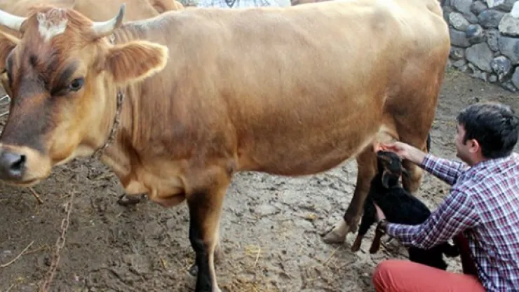 Annelerini kurt yiyen oğlaklara inek annelik ediyor
