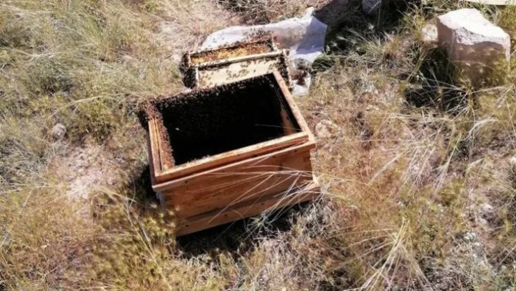Arı kovanlarına ayı saldırdı