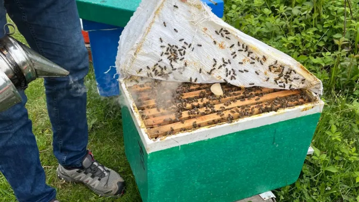 Bal üreticilerine 60 adet damızlık ana arı desteği verildi