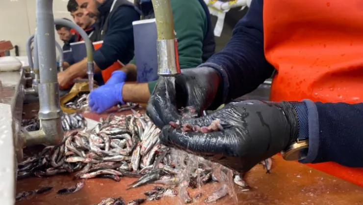 Bol çeşit ve uygun fiyat, balığa talebi arttırdı