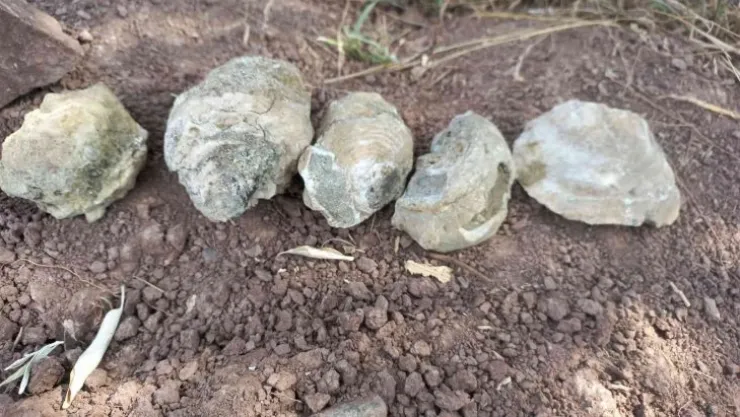 Bozkırın ortasında deniz fosilleri bulundu