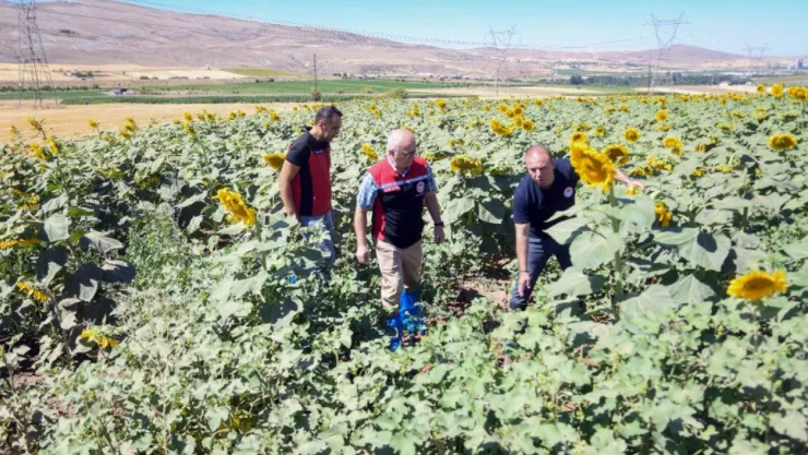 Bünyan'da damlama sulama ile ay çekirdeği üretiminde fenolojik gözlem yapıldı