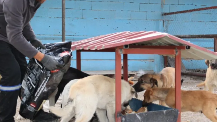 Bünyan'da 'Sokak Hayvanları Doğal Yaşam Alanı' hizmete açıldı