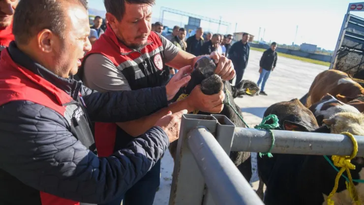 Canlı hayvan pazarı açıldı, denetimler başladı