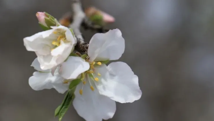Cemre toprağa düşecek
